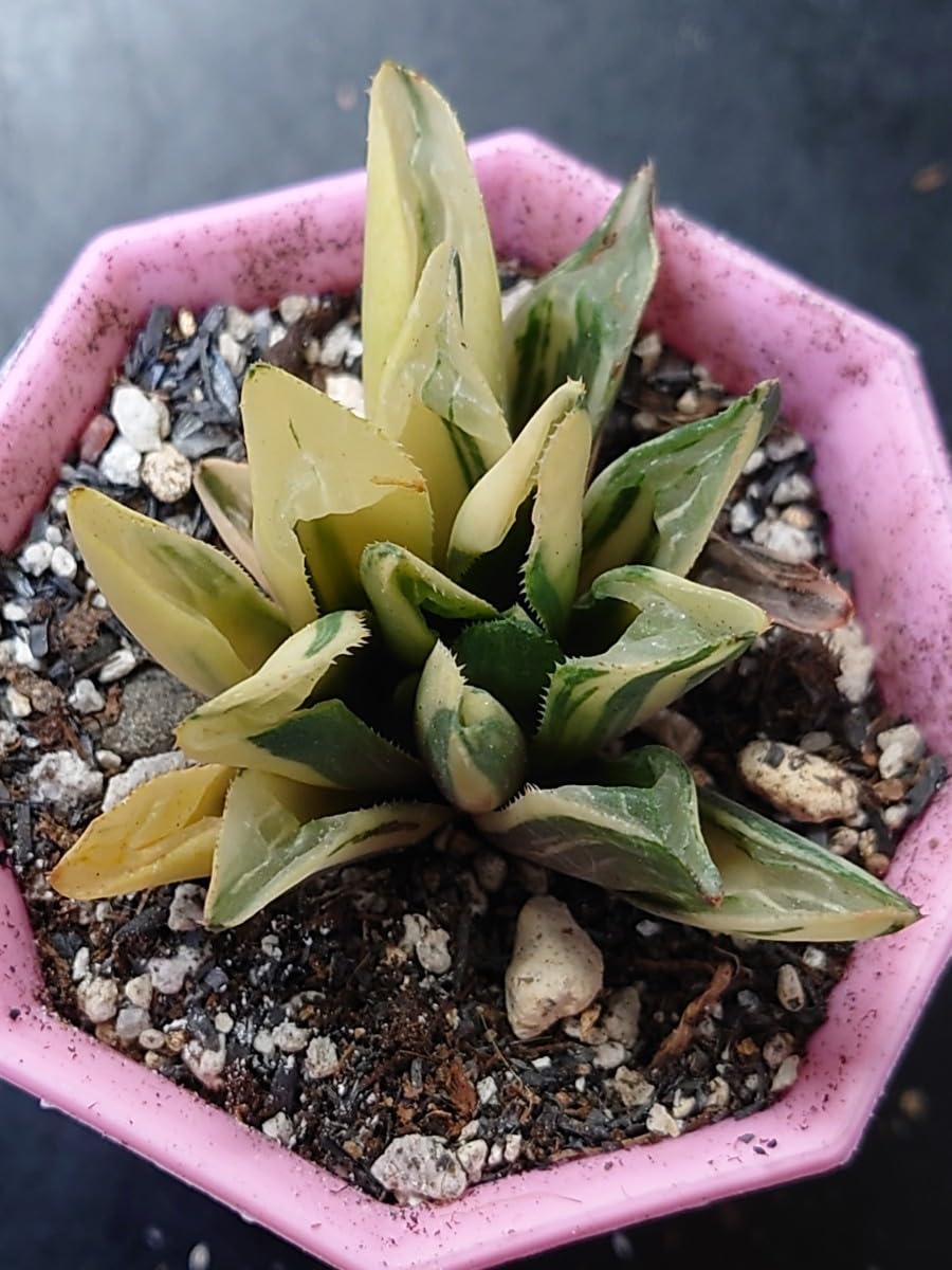 Amazon.co.jp: 多肉植物 韓国苗 ハオルチア ハイデルベルゲンシス錦