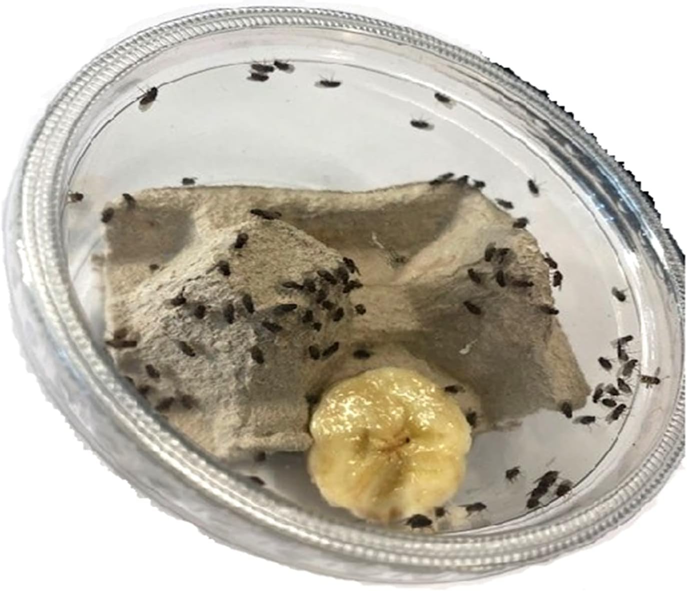 The Mealworm Company LIVEFOODS DIRECT Flightless fruit flies Amazon