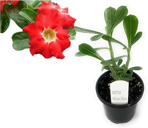 Rosa del desierto Rojo Adenium obesum Olla de 2"