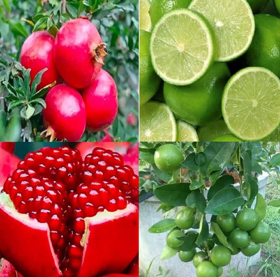 See full amazon price history chart for Chayatol Combo pack of Altime Hybrid Seedless Lemon and Sweet Pomegranate Live Plant with Complementary Inorganic Fertilizer… Chayatol Combo pack of Altime Hybrid Seedless Lemon and Sweet Pomegranate Live Plant with Complementary Inorganic Fertilizer… (B0BSL7KT1H) Amazon Price History, Amazon Price Tracker