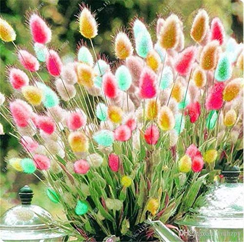 Yukio SEED CORNER - 100pcs Rare Grass Bunny Tails Colorful Mix Flowers, Hardy Perennial Flower Seeds for Gardening Flowers