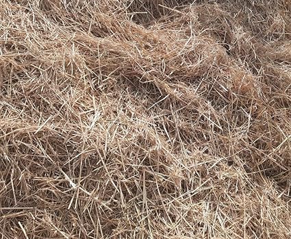 Natural Dried hay/Rice Straw for Arts, Decorations, Mushroom Farming and Gardening - 500g-picture-13