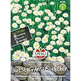 Sperli 85368 Wiesengänseblümchen (Gänseblümchensamen)