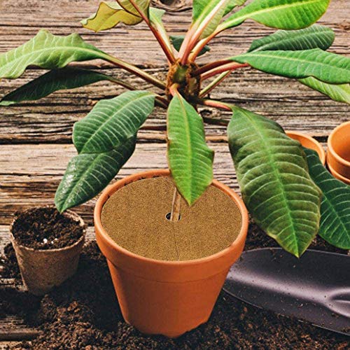 LICHENGTAI Tappeto per Rettili in Fibra di Cocco