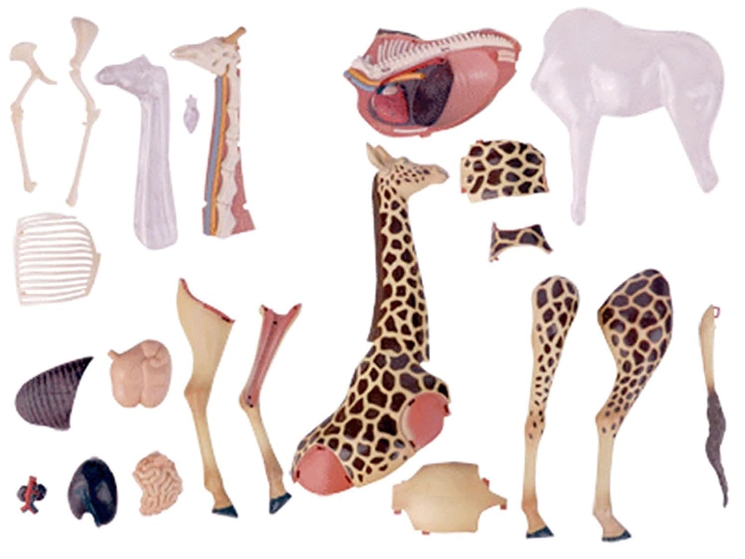 Model anatomiczny żyrafy, model szkieletu narządów żyrafy Półprzezroczysta symulacja z całkowicie odłączanymi 27 organami i częściami ciała, do badania anatomii ciała narządów Model