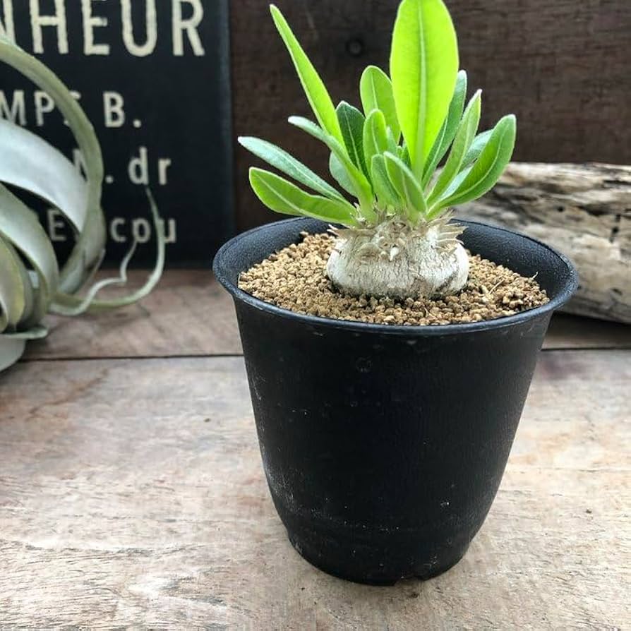 パキポディウム　ブレビカウレ　恵比寿笑　鉢付き パキポディウム・ブレビカウレ（恵比寿笑い）4号陶器鉢 の通販