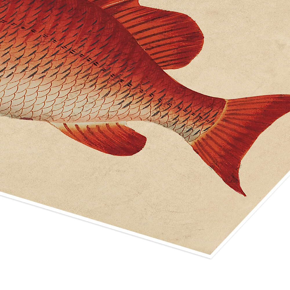 Red snapper, Lutjanus campechanus Plakat