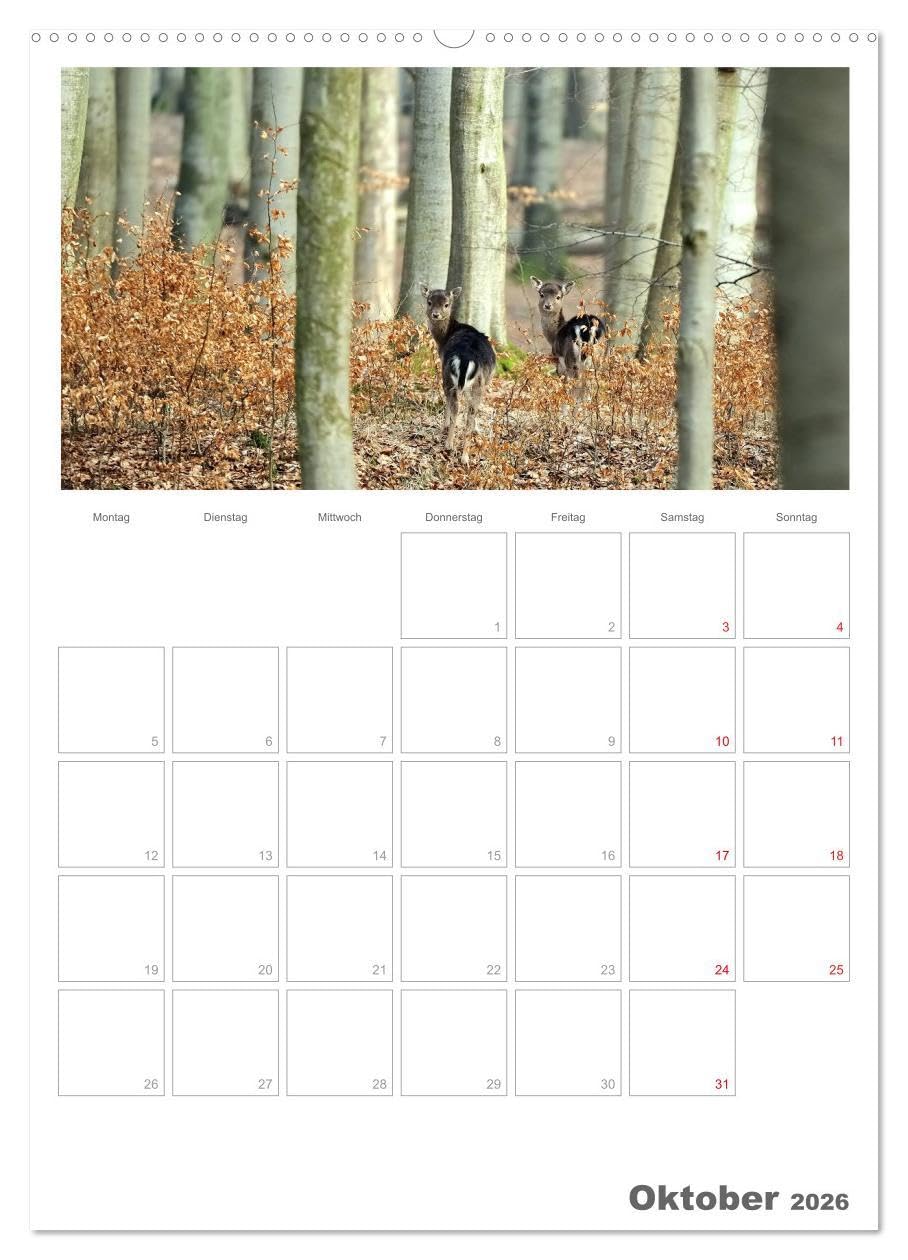 Rehe & Co/Planer (hochwertiger Premium Wandkalender 2026 DIN A2 hoch), Kunstdruck in Hochglanz: Wildlife Rügen/Deutschland (CALVENDO Tiere)