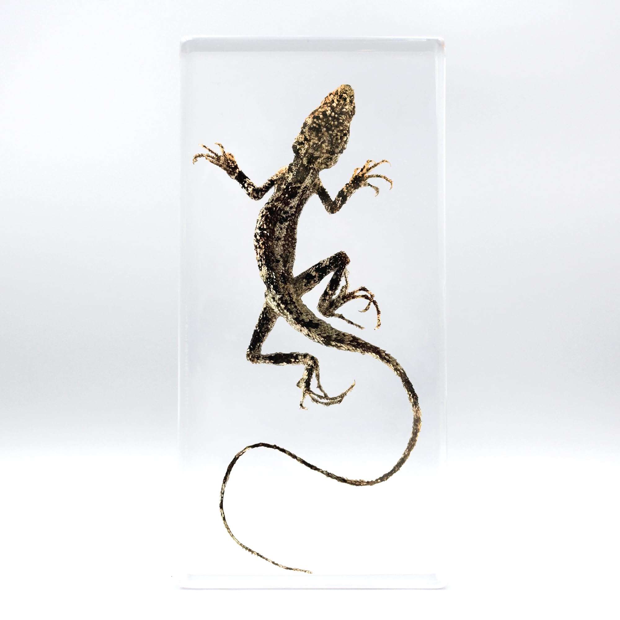 Western Eagle Workshop Real Lizard specimens, Animal specimens Made of Resin, Used for Science Classroom Science Education, are Great Gifts for Animal specimens, Weird, Biology Enthusiasts