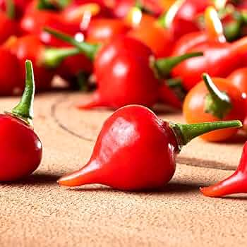 トウガラシ ビキーニョ イエロー種子 3g入り（約1000粒） トウガラシ ビキーニョ イエロー種子 3g入り（約1000粒） トウガラシ