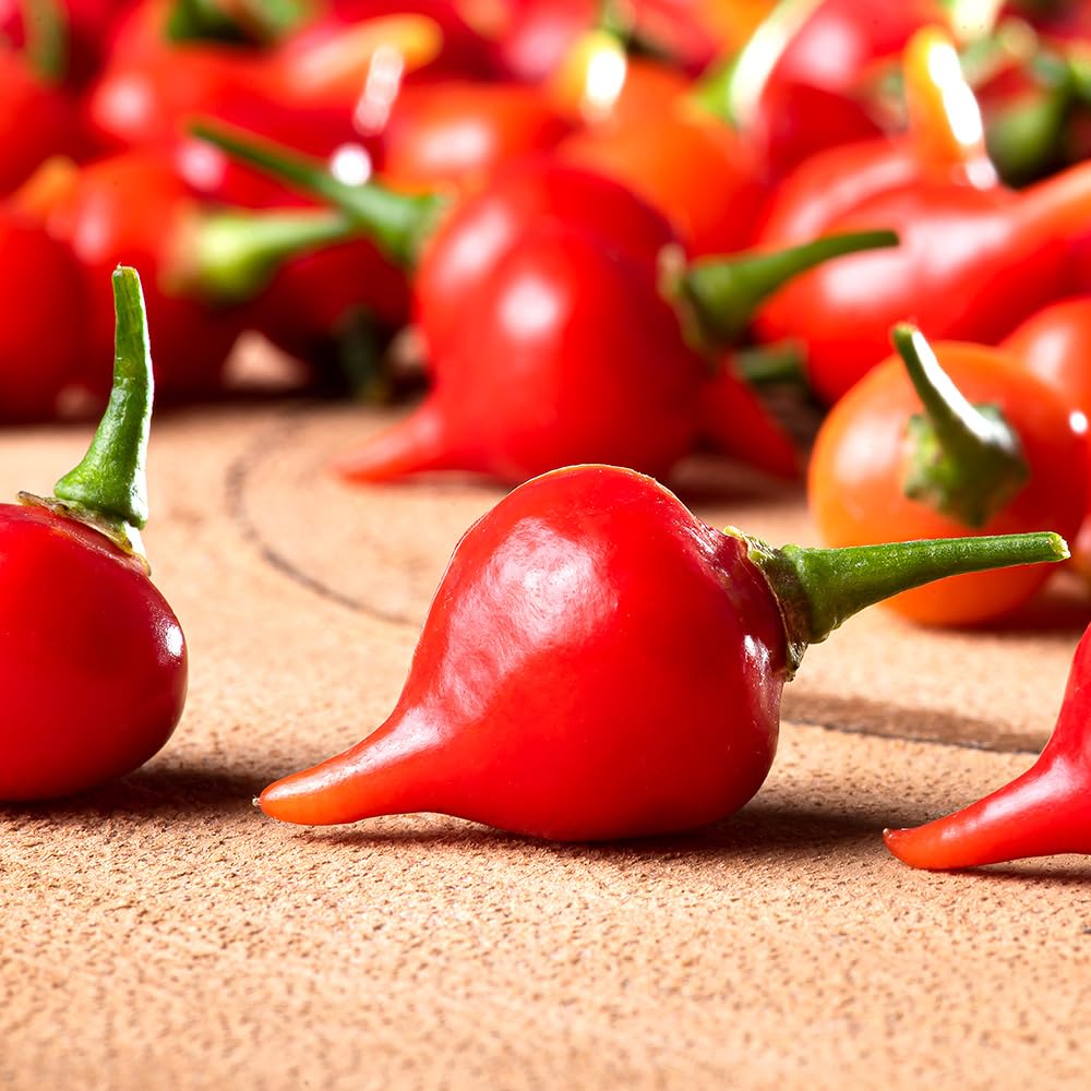 Amazon.co.jp: ITANSE とうがらしの苗 ビキーニョ 10.5cmポット