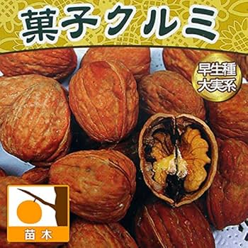 信濃クルミ3年以上1苗 Amazon.co.jp: クルミ:信濃クルミ(しなのくるみ)実生苗4.5号