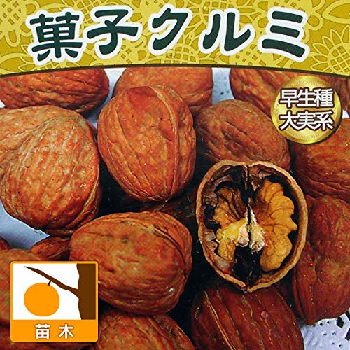 Amazon.co.jp: クルミ：信濃クルミ（しなのくるみ）実生苗4.5号ポット