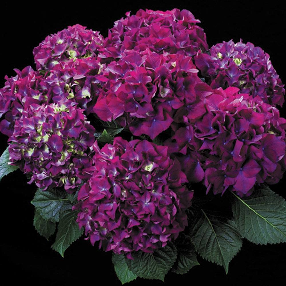 Hydrangea Live Plant Dark Purple Color Flower Plant 1 Healthy Live Plant on Poly Bag