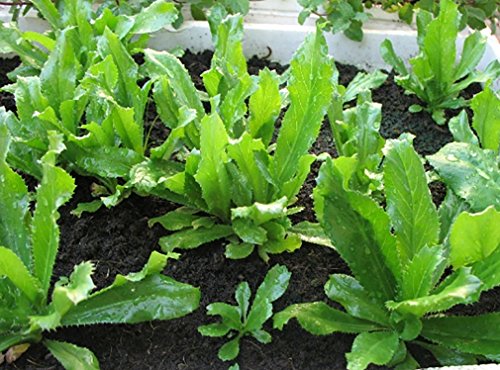 Organic Non-GMO Vietnamese Cilantro 100 Seeds - Also Known as Recao Long Mexican Cilantro Thai Cilantro Ngo Gai Eryngium Foetidum Chadon Beni: Only Seeds