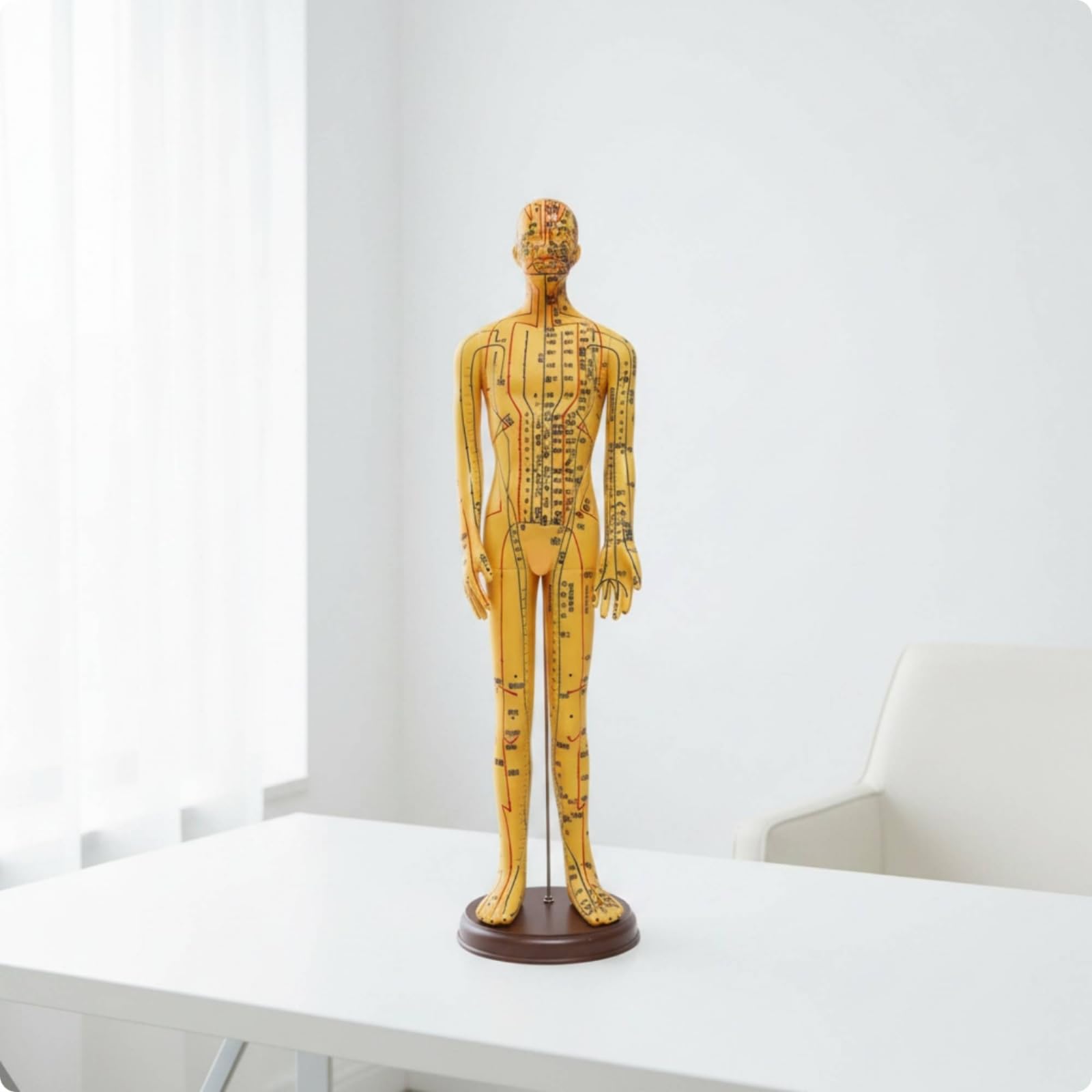 Modello di Meridiani e Agopunti Preciso Modello di Agopuntura Maschile Chiaro Manichino da Agopuntura con Base per Insegnanti , Bianco , 62 Cm
