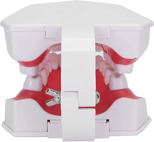 Miniatura 9 de Modelo de dientes de enseñanza dental, modelo de dientes estándar de aumento 2X, modelo de demostración de Typodont, modelo de dientes de boca para