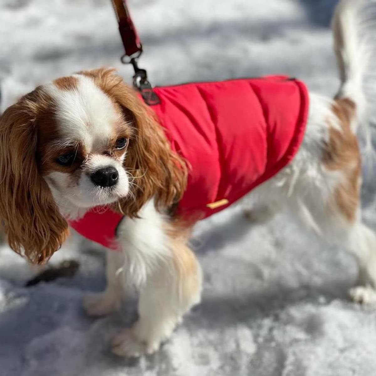Gooby Padded Vest Dog Jacket - Solid Red, Small - Warm Zip Up Dog Vest Fleece Jacket with Dual D Ring Leash - Winter Water Resistant Small Dog Sweater - Dog Clothes for Small Dogs Boy and Medium Dogs