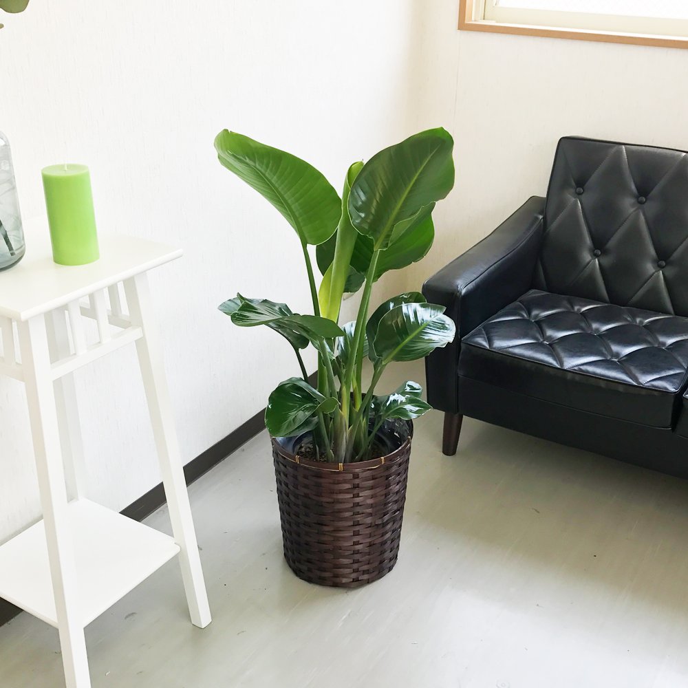 ストレチア オーガスタ 鉢カバー付き 観葉植物 観葉植物 本物 ストレリチア オーガスタ 8号鉢 選べる鉢カバー付