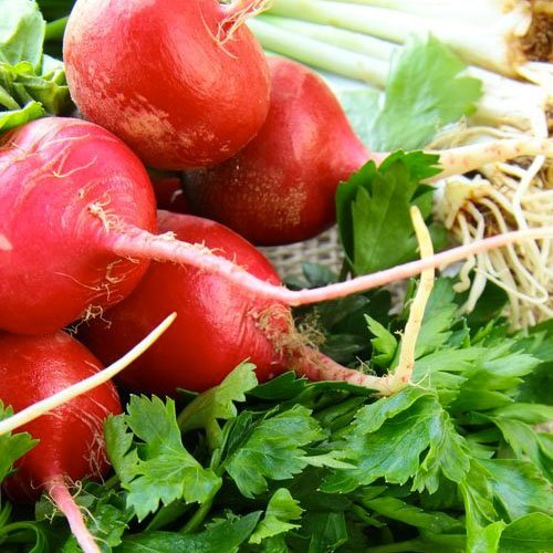 Seed Needs, Multicolor Radish Seed Packet Collection (6 Individual Varieties Of Radish Seeds For Planting) Non-Gmo & Untreated #TOP3