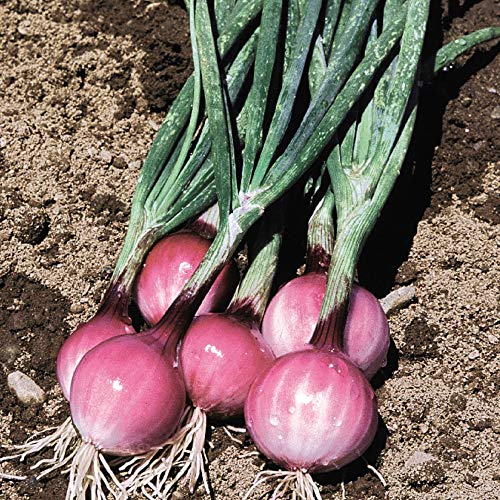 Spring Onion \'Purplette Bunching Onion Hardy Annual Flowers