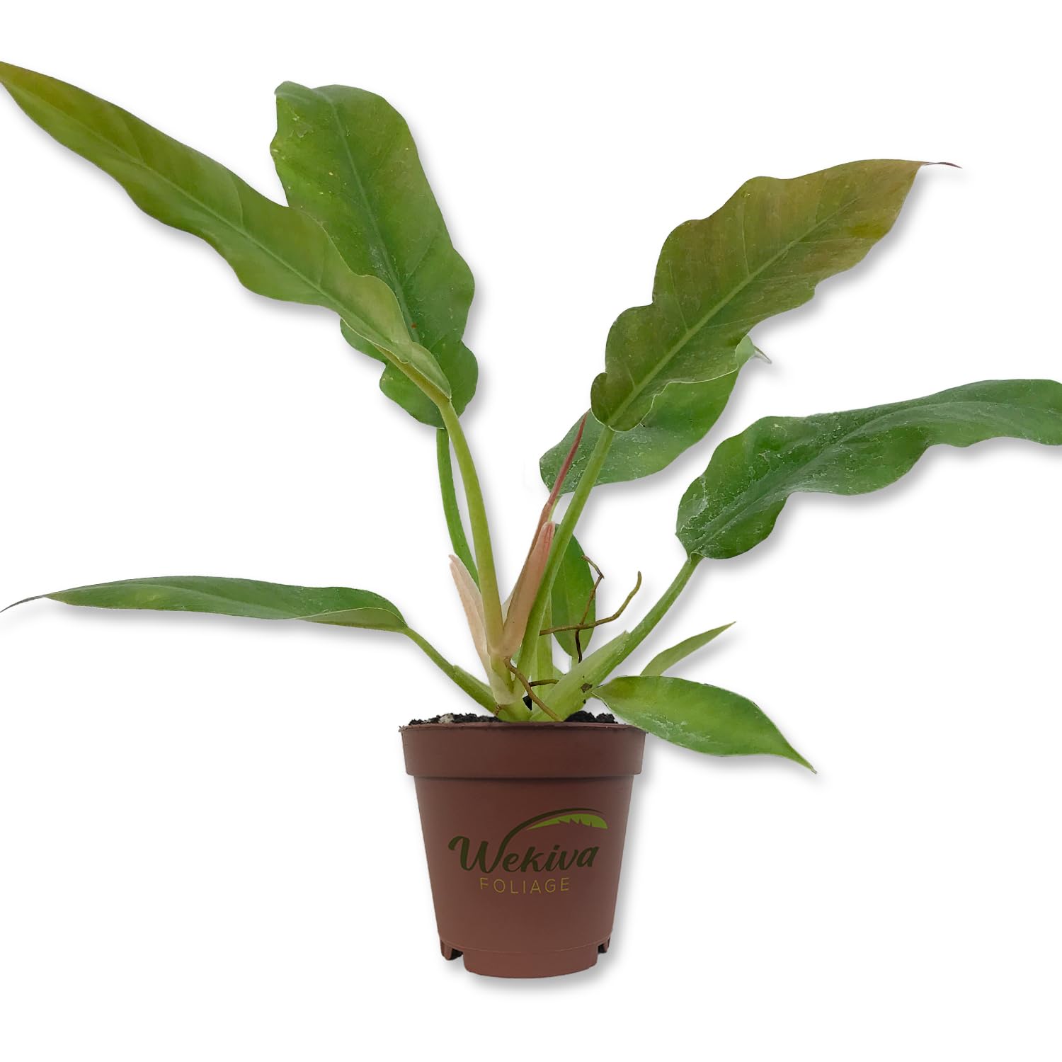 Amazon.com : Philodendron Ring of Fire - Live Starter Plant in a 2 Inch Pot  - Exotic and Rare Indoor Houseplant - A Kaleidoscope of Colors : Patio,  Lawn & Garden