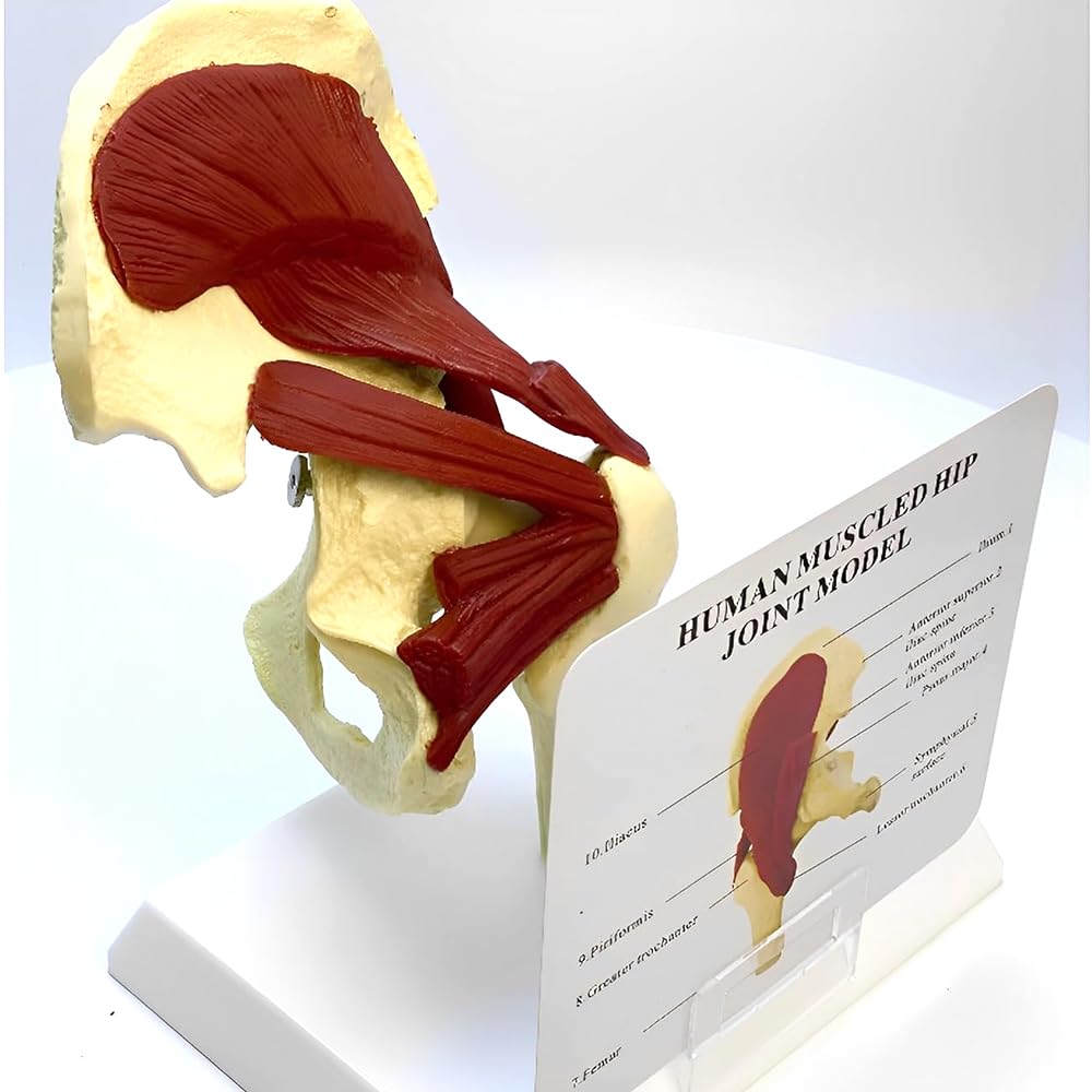 Model anatomii stawu biodrowego, model więzadła nerwu mięśniowego, model szkieletu prawego stawu biodrowego z mięśniami, do anatomii i fizjologii, edukacji naukowej