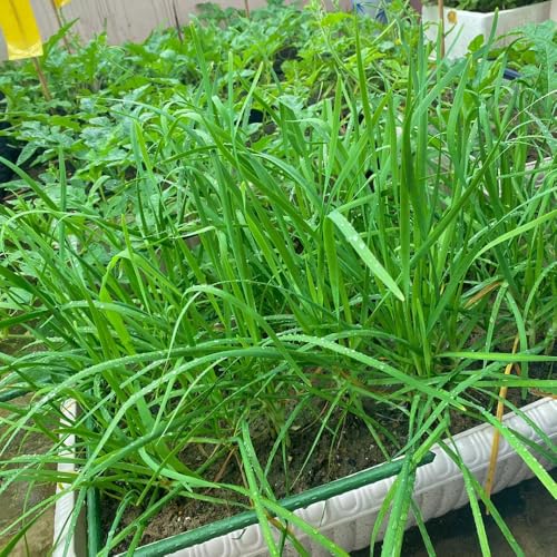 cebollino semillas - orgánico variedades antiguas raras jardín balcón 150pcs