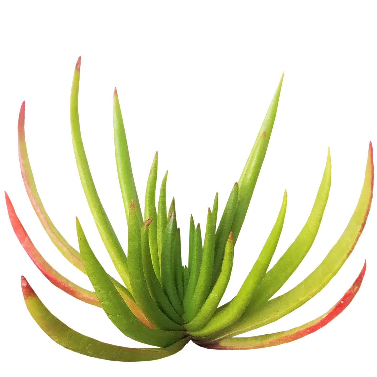 Crassula Devil's Horns 4 inch