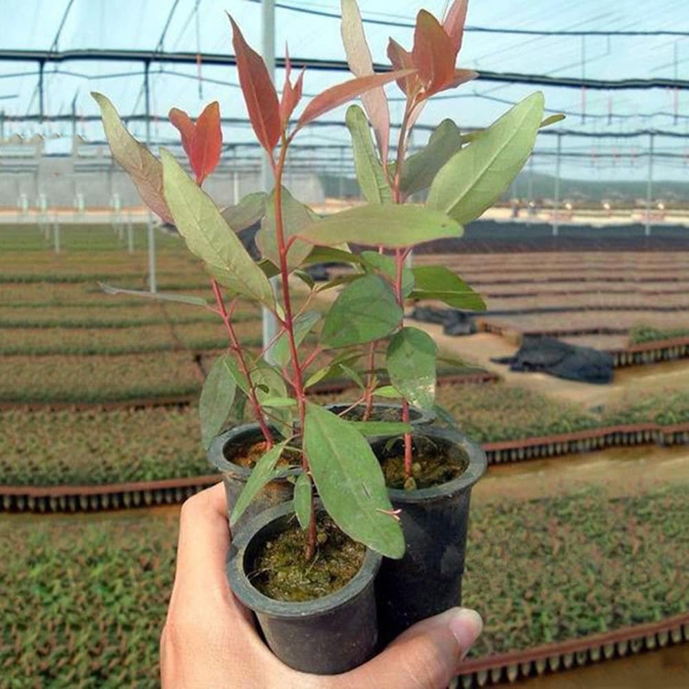Eucalyptus Arbre Graines, 30 Graines Bonsaï Plante Aromathérapie Décoration Maison