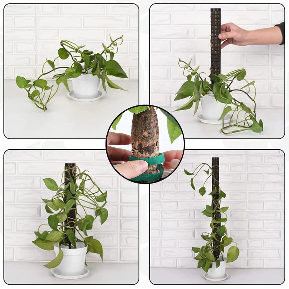 Monstera Rankhilfe,Moosstab fr Monstera,6pcs Pflanzstab Monstera,Rankhilfe  Zimmerpflanzen Kokos,Pflanzenstab Monstera,Moss Pole Monstera,Kletterhilfe  Monstera,Pflanzensttze Monstera : Amazon.de: Garten