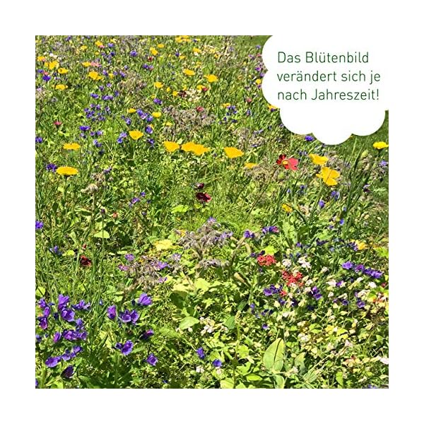 Schmetterlingstreff Blumenmischung: 100g Premium Schmetterling Blumensamen Saatgut - Insektenfreundliches Bienenweide… – Bild 8