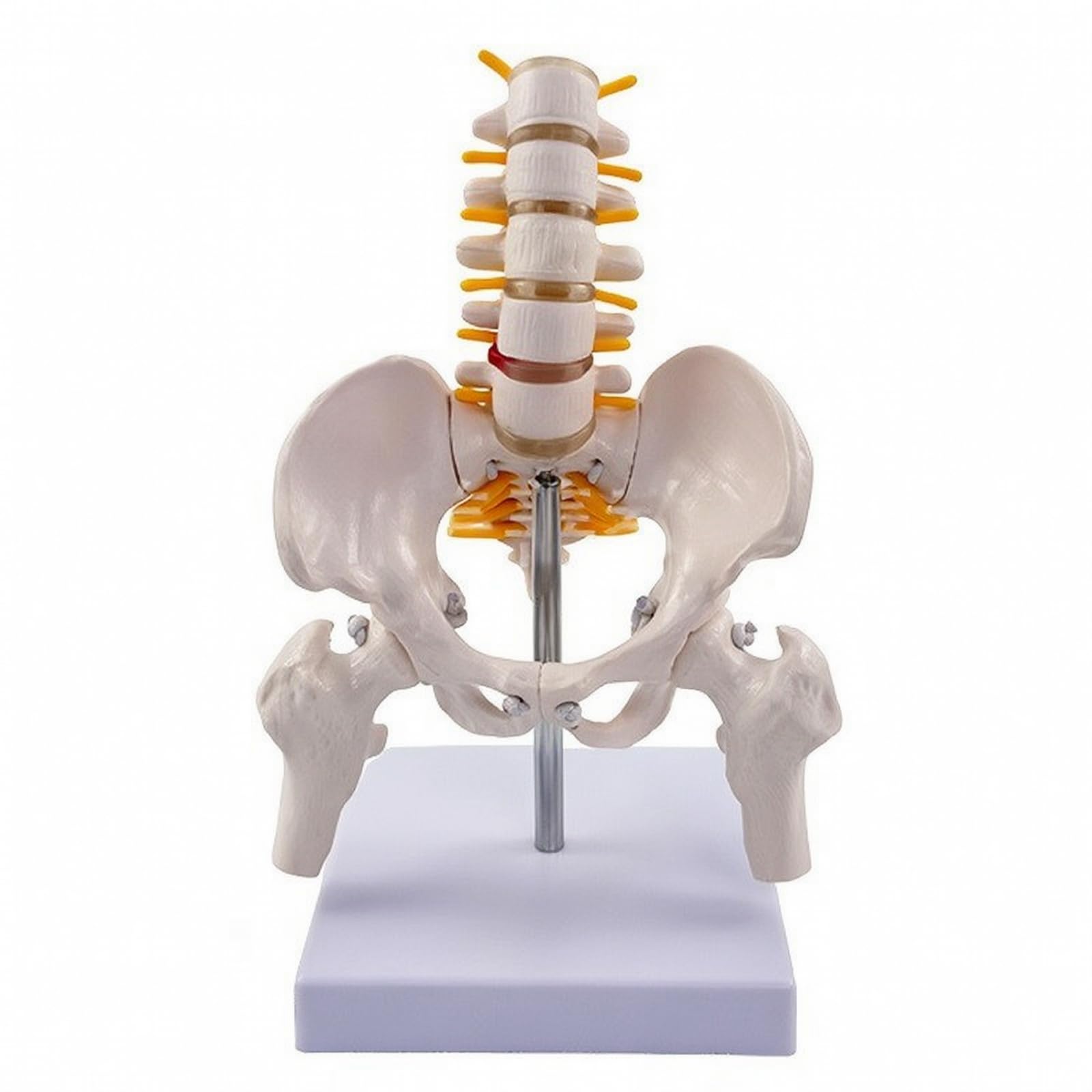 Esquelético Espina Con Didáctico, espina Vertebral con Pelvis, Flexible, para Aula