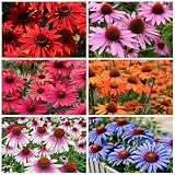 800 Mixed Coneflower Seeds - Echinacea Flower Perennial Chrysanthemum Bloom Flowers Rare Plant Flower Seed Coneflower Seeds
