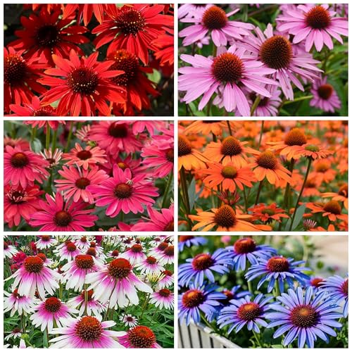 800 Mixed Coneflower Seeds - Echinacea Flower Perennial Chrysanthemum
