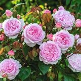 Best Plants for Shade in Texas: Top Picks for Lush, Cool Gardens 4 61PI0dLOnRL. SL160