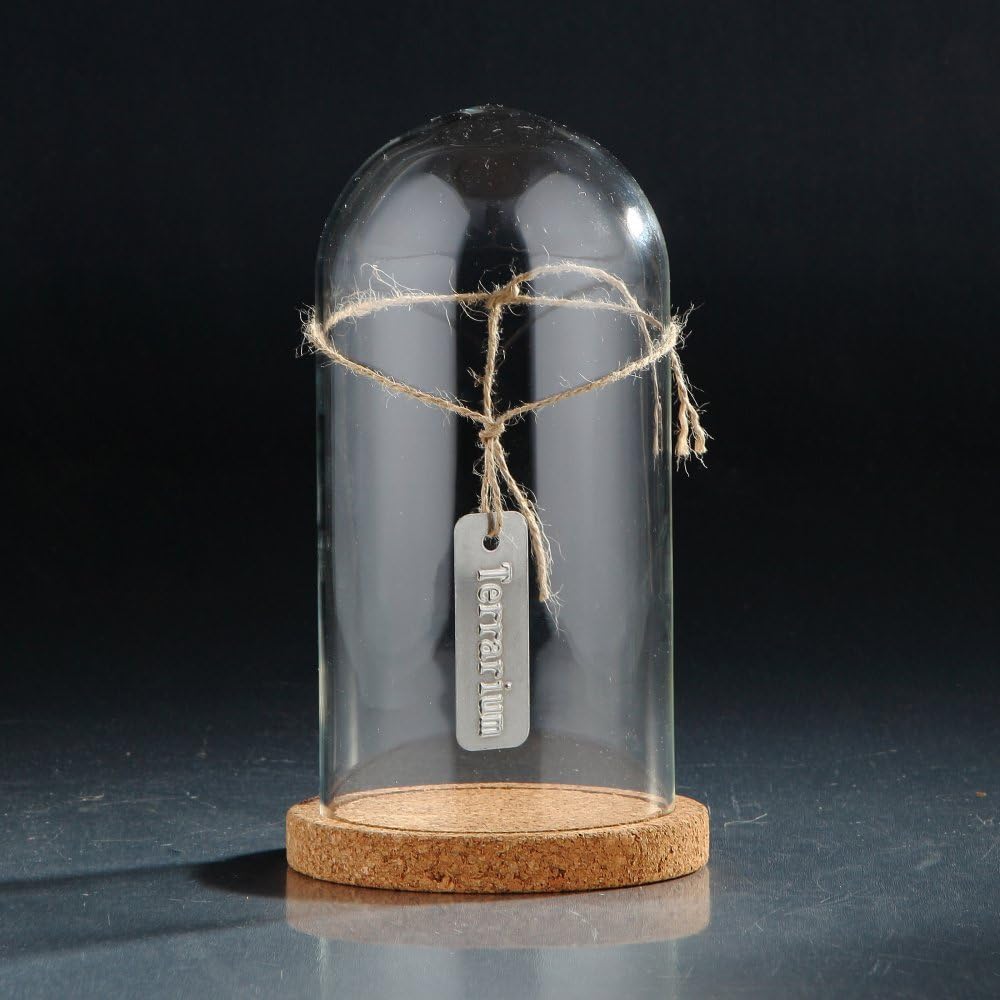 5"Dx8.5" clear Glass Accessory Container