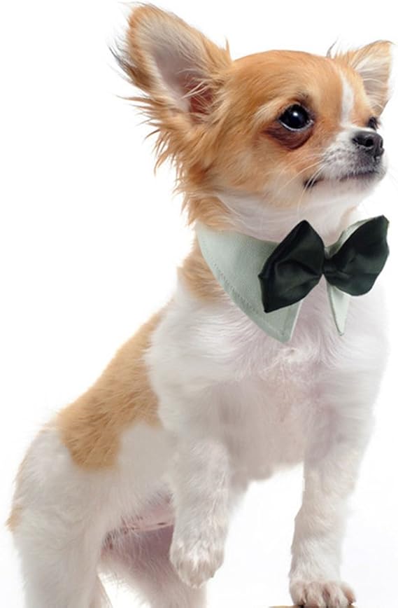 dog dickie bow