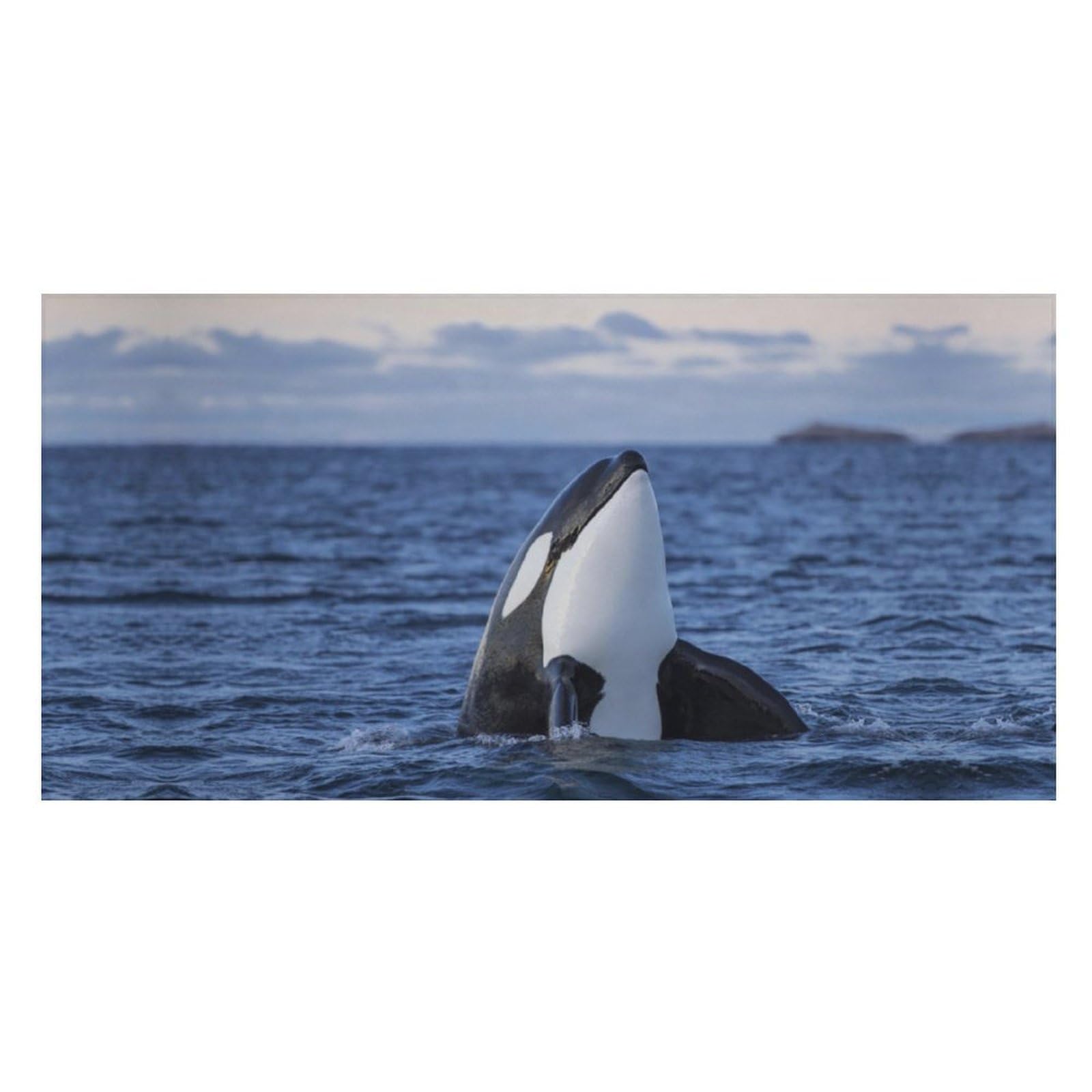 LWORZIIB Beach Towel, Killer Whales Orca Bath Towel, Pool Towel Great for Gym Swimming 80 X 160cm