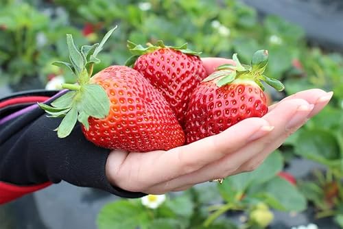 Miniatura 1 de Semillas Fresca Gigante Fresca - Frutas Perennes para Plantar - Sin OGM