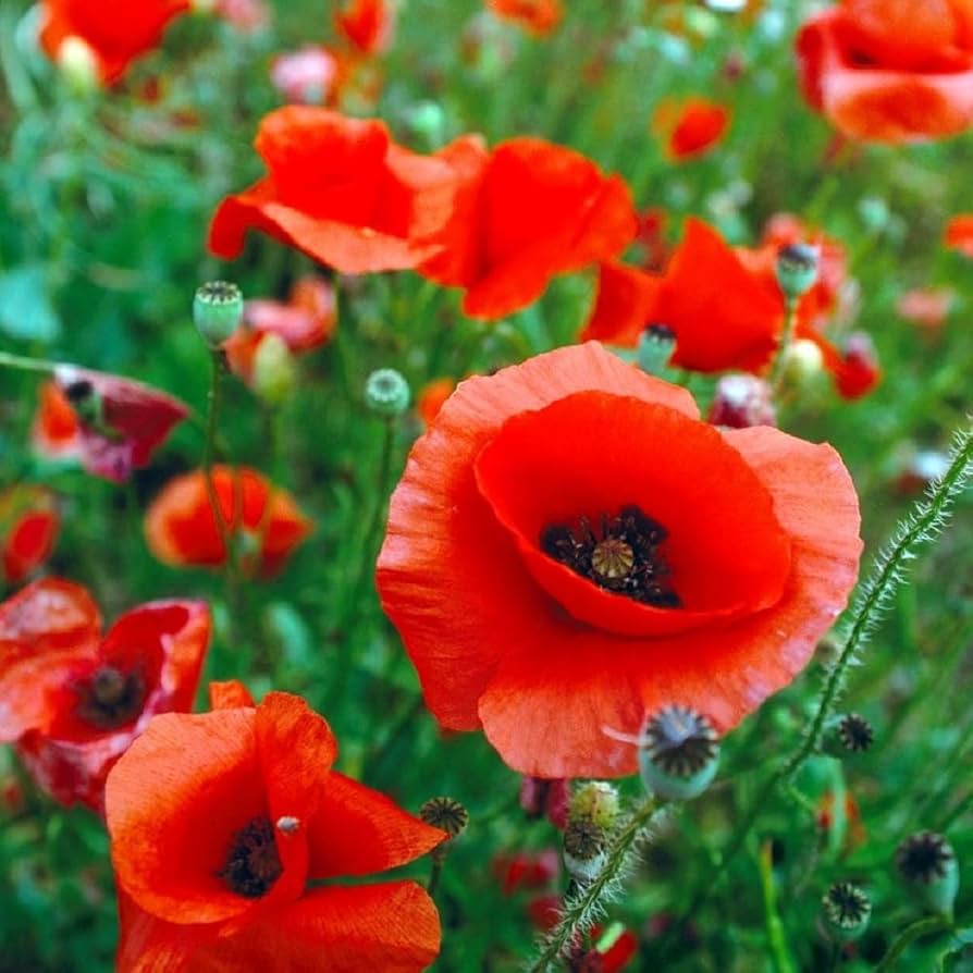 POPPY フラワープリント　シースルートップ　赤 Red bouquet see-through tops (High / Round neck)