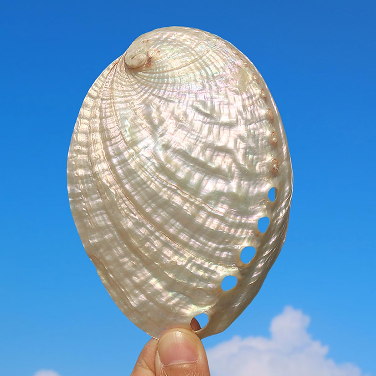 Conchas de Cangrejo ermitaño, Concha de Caracol Conchas Marinas Conchas Grandes Concha de abulón Grande con Textura Blanca(12/13cm)