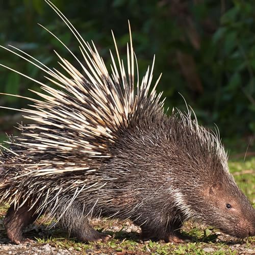 『Porcupines 🦔』のカバーアート