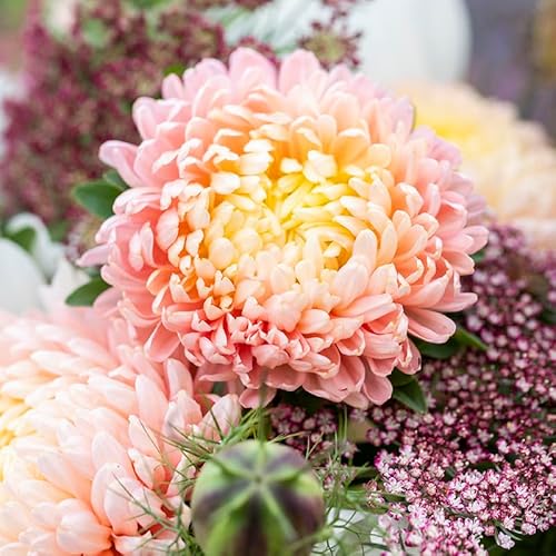 Callistephus 'Duchesse Apricot' (China Aster) - Seeds