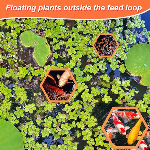 Image of PEUTIER 5pcs Aquarium Floating Plant Rings, Foam Floating Plant Corral Holder Hexagon Fish Feeding Rings Feeding Ring Barrier for Fish Tank Feeder Plant Fence for Keeping Food in Place (Orange)