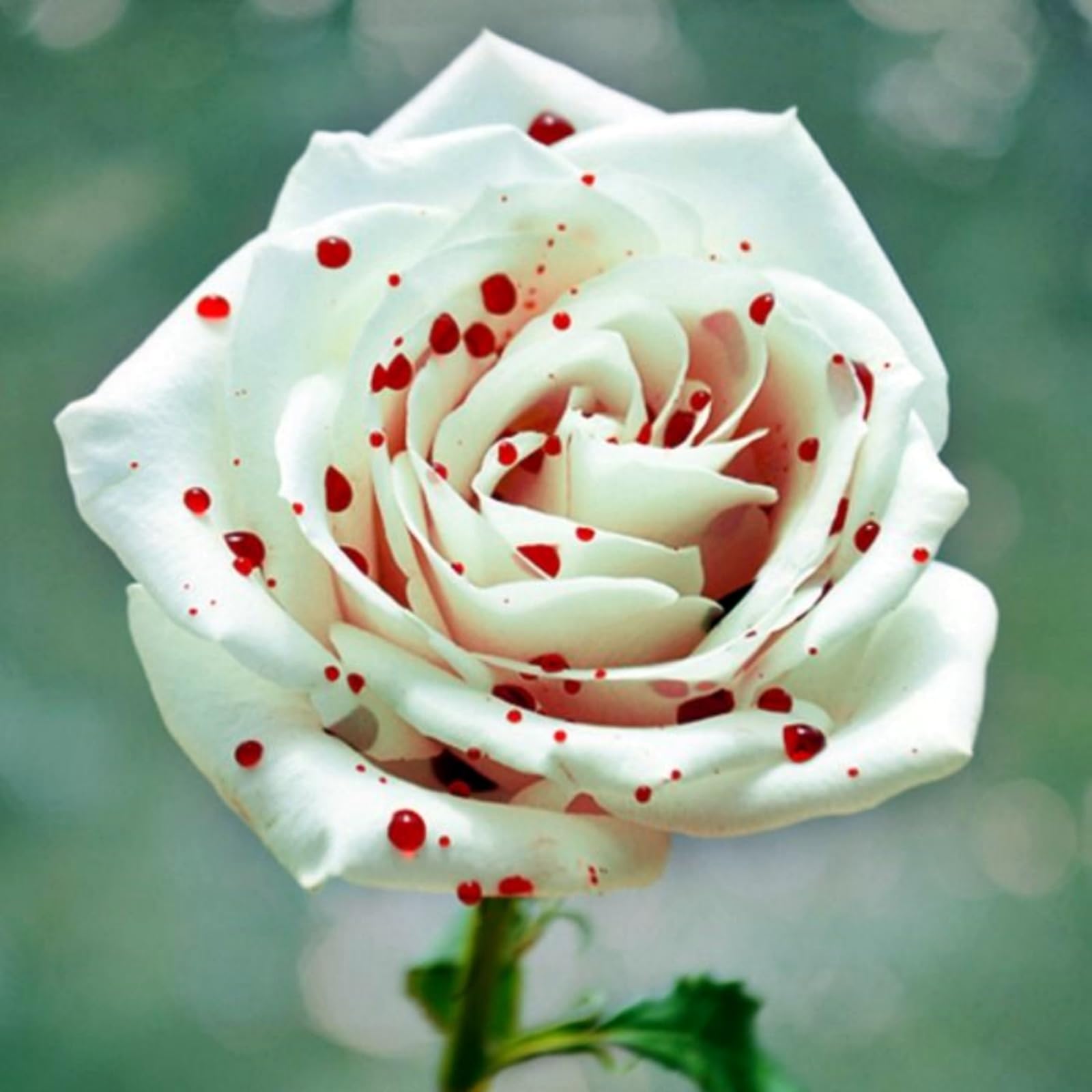 Display Rose Rhizome, Hardy Perennial, Garden Decoration, No Watering Required, Professional Planting, Suitable for Spring and Autumn-2 Rhizome-B