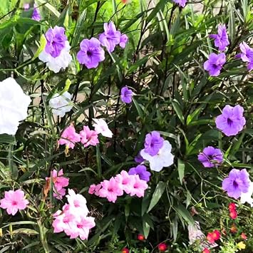 ELLA'S HOMES Mexican Petunia Plant
