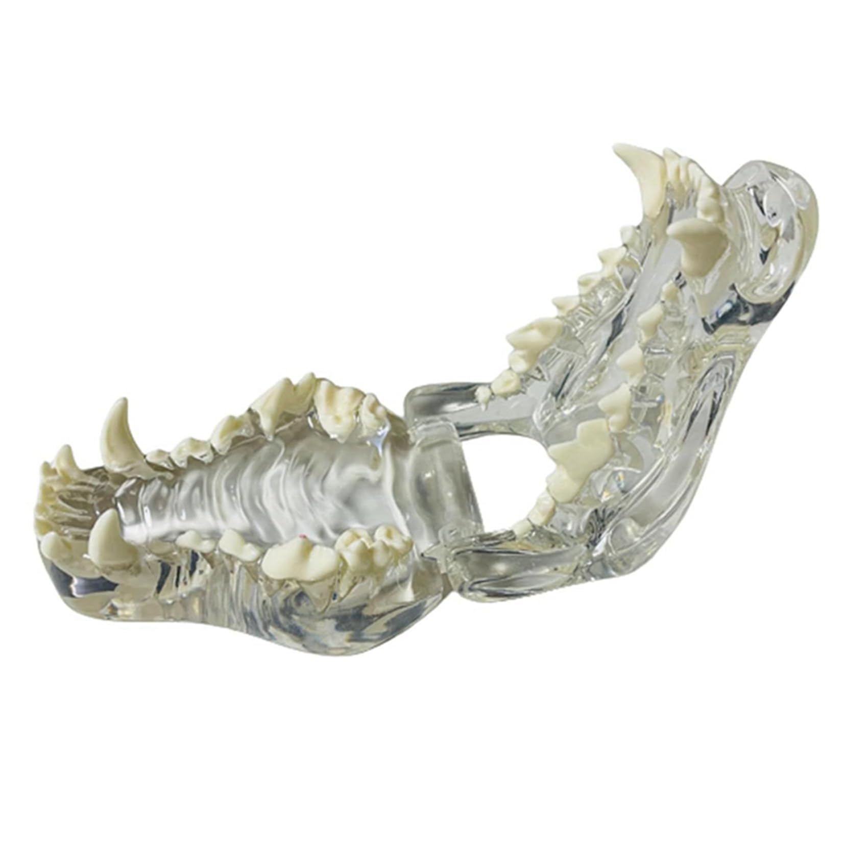 2X Denti Canini Trasparenti Modello Anatomico Animali Dentali Mascella Dentale per Strumento Educativo Veterinario (Cane)
