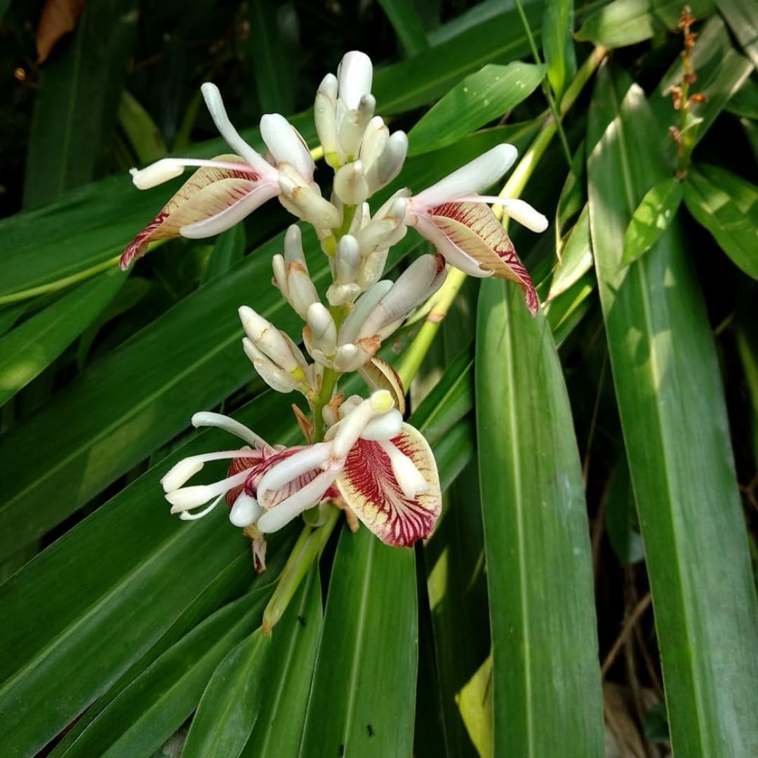 M-Tech Gardens Rare Chittaratta/Lesser Galangal Medicinal Herb Plant (Alpinia calcarata, Hybrid) Exotic 1 Live Medicinal Plant (B07YL42L9G) Amazon Price History, Amazon Price Tracker