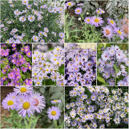 semillas de - aster alpinus prado de semillas decorativas interior jardín - raras cubierta resistente jardín bonsái 200pcs